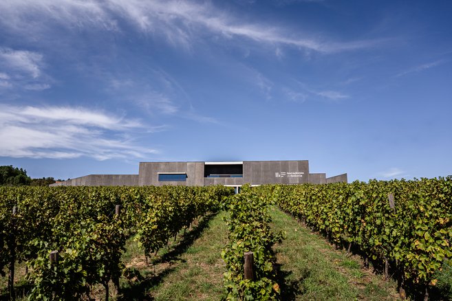 "Um dia na vindima 2022" pela Lavradores de Feitoria.