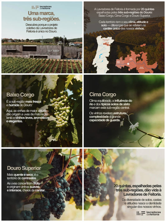 O Douro não é apenas uma região — são três sub-regiões distintas, cada uma com o seu caráter e influência no vinho.