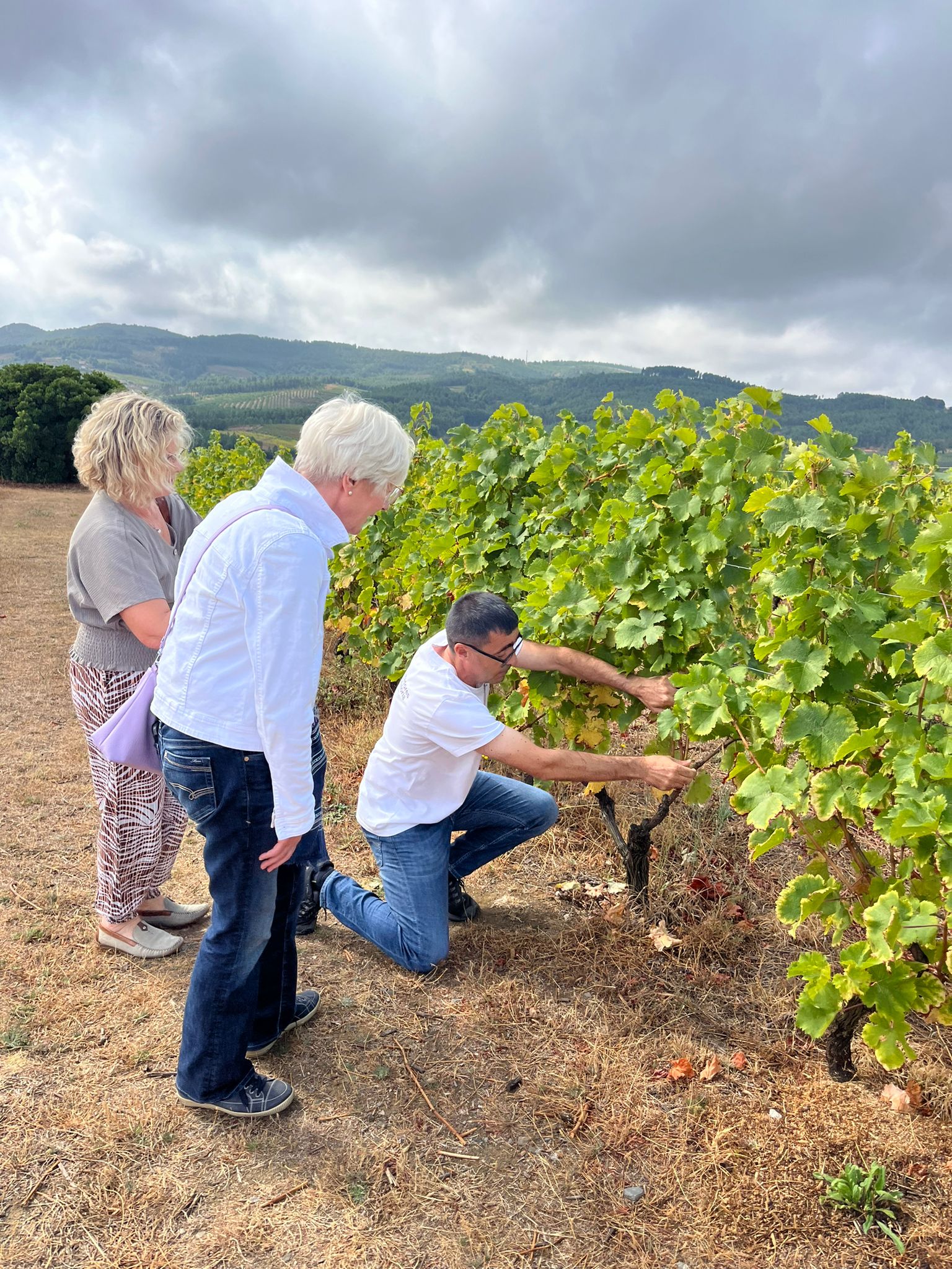 Winery Tours Wine Yard Near Me PRIVATE GUIDED WINE TOUR