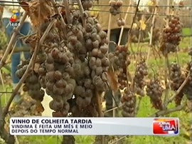 Reportagem TVI - Colheita Tardia