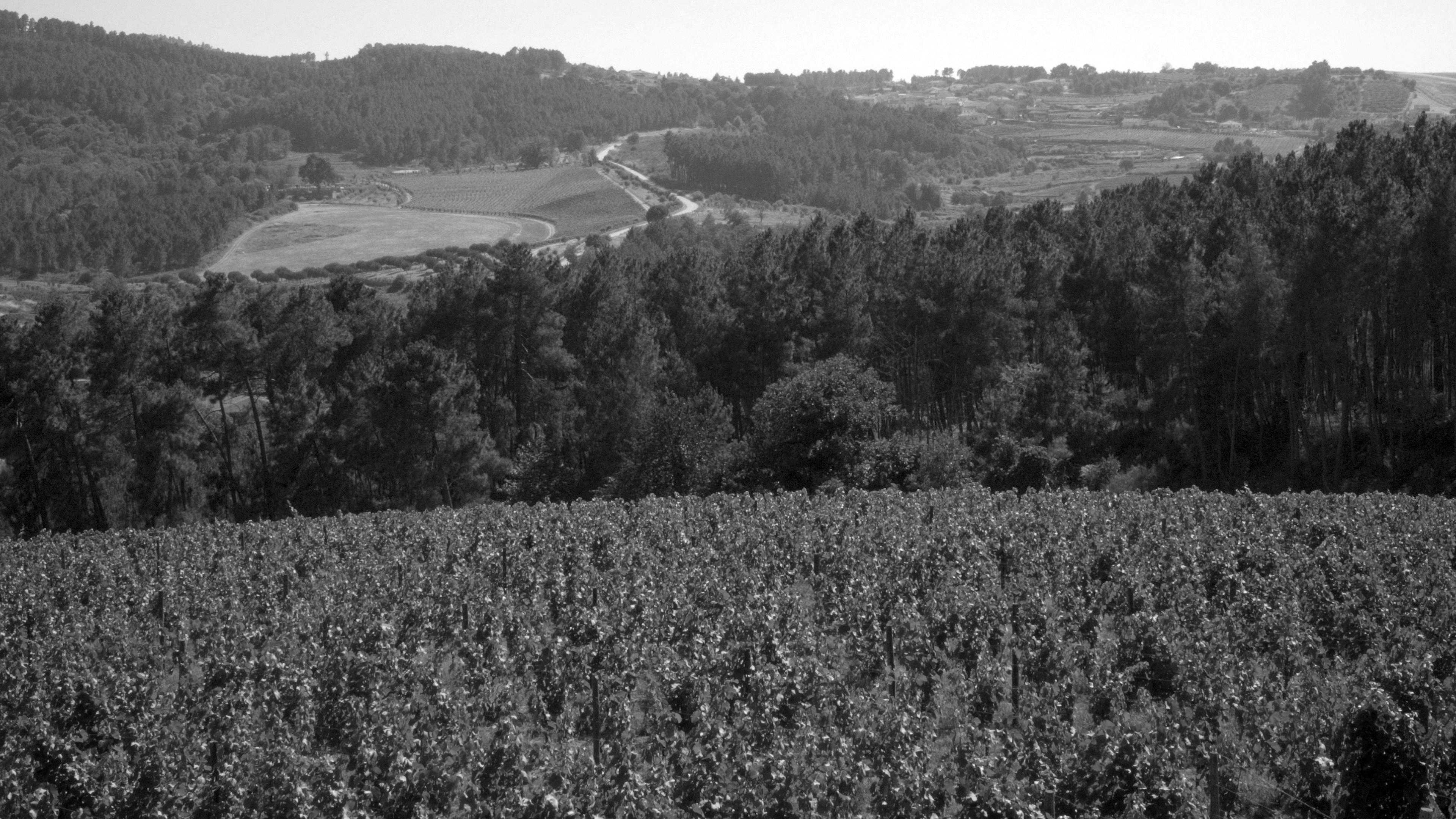 25 anos de Douro coletivo